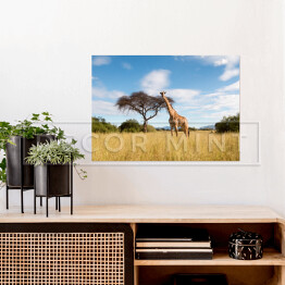 Plakat samoprzylepny Zyrafa na sawannie