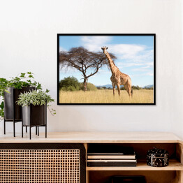 Plakat w ramie Wielka żyrafa w Parku Narodowym