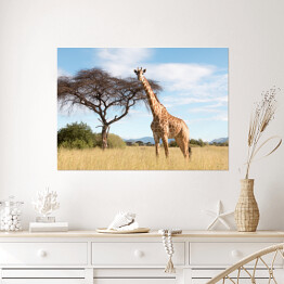 Plakat Wielka żyrafa w Parku Narodowym