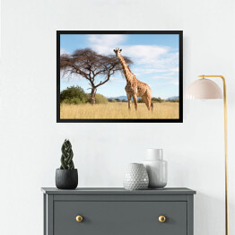 Obraz w ramie Wielka żyrafa w Parku Narodowym