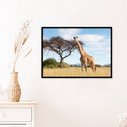 Plakat w ramie Wielka żyrafa w Parku Narodowym
