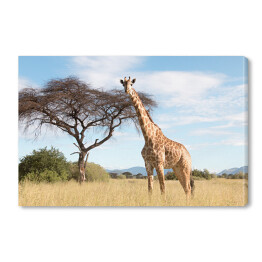 Obraz na płótnie Wielka żyrafa w Parku Narodowym
