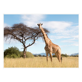 Plakat samoprzylepny Wielka żyrafa w Parku Narodowym