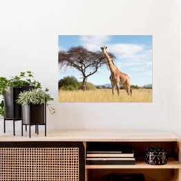 Plakat Wielka żyrafa w Parku Narodowym