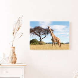 Obraz na płótnie Wielka żyrafa w Parku Narodowym