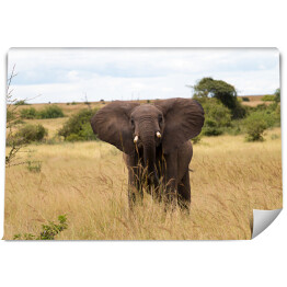 Wielki słoń w Parku Narodowym Ruaha
