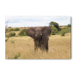 Wielki słoń w Parku Narodowym Ruaha