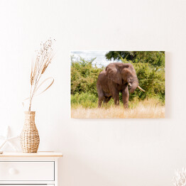 Obraz na płótnie Wielki słoń na tle drzew w Parku Narodowym Ruaha