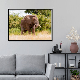 Plakat w ramie Wielki słoń na tle drzew w Parku Narodowym Ruaha