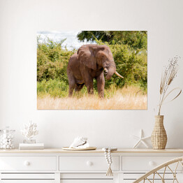 Wielki słoń na tle drzew w Parku Narodowym Ruaha