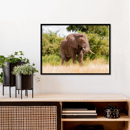 Plakat w ramie Wielki słoń na tle drzew w Parku Narodowym Ruaha