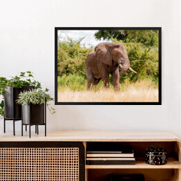 Obraz w ramie Wielki słoń na tle drzew w Parku Narodowym Ruaha