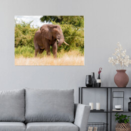Plakat Wielki słoń na tle drzew w Parku Narodowym Ruaha