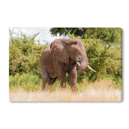 Wielki słoń na tle drzew w Parku Narodowym Ruaha