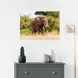 Plakat samoprzylepny Wielki słoń na tle drzew w Parku Narodowym Ruaha