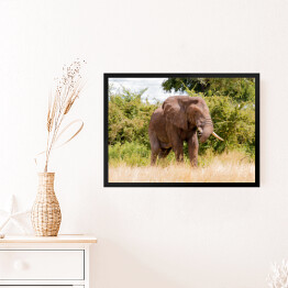 Obraz w ramie Wielki słoń na tle drzew w Parku Narodowym Ruaha