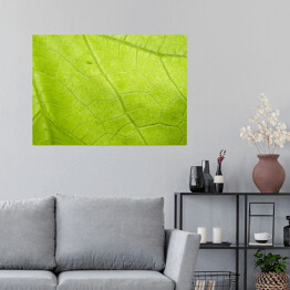 Plakat samoprzylepny Struktura jasnego liścia