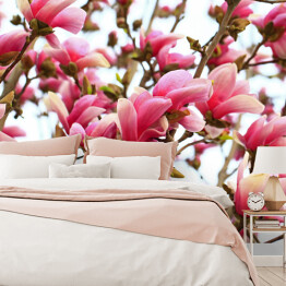 Fototapeta winylowa zmywalna Kwiaty magnolii