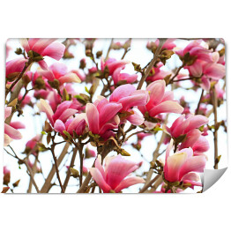 Fototapeta winylowa zmywalna Kwiaty magnolii