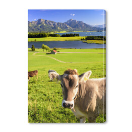  Portret krowy na pastwisku w Allgäu koło Füssen