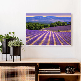 Obraz na płótnie Kwitnące lawendowe pola w Prowansji, Francja