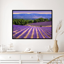 Plakat w ramie Kwitnące lawendowe pola w Prowansji, Francja