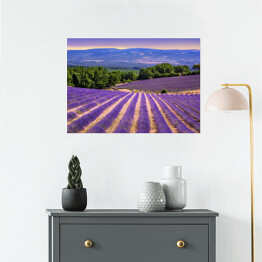 Plakat samoprzylepny Kwitnące lawendowe pola w Prowansji, Francja