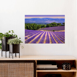Plakat Kwitnące lawendowe pola w Prowansji, Francja