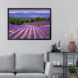 Obraz w ramie Kwitnące lawendowe pola w Prowansji, Francja
