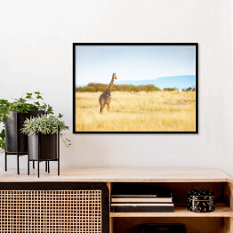 Plakat w ramie Masajska żyrafa w Kenii, Afryka