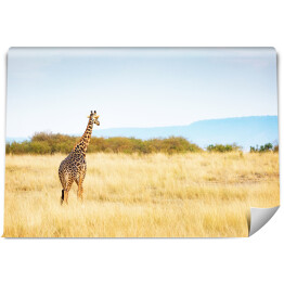 Fototapeta samoprzylepna Masajska żyrafa w Kenii, Afryka