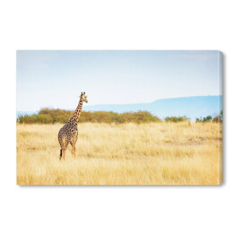 Masajska żyrafa w Kenii, Afryka