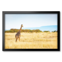 Obraz w ramie Masajska żyrafa w Kenii, Afryka