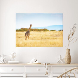 Plakat Masajska żyrafa w Kenii, Afryka