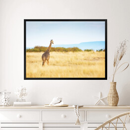 Obraz w ramie Masajska żyrafa w Kenii, Afryka