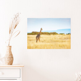Plakat Masajska żyrafa w Kenii, Afryka