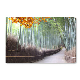 Obraz na płótnie Bambusowy las Arashiyama w pobliżu Kioto jesienią, Japonia