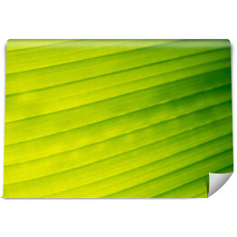 Żółto zielony bananowy liść 