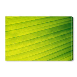 Obraz na płótnie Żółto zielony bananowy liść 