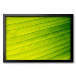 Obraz w ramie Żółto zielony bananowy liść 