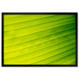 Plakat w ramie Żółto zielony bananowy liść 