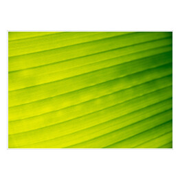 Plakat samoprzylepny Żółto zielony bananowy liść 