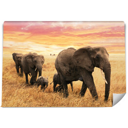 Fototapeta Rodzina słoni na ścieżce na sawannie