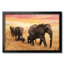 Obraz w ramie Rodzina słoni na ścieżce na sawannie