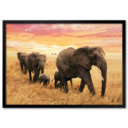 Plakat w ramie Rodzina słoni na ścieżce na sawannie