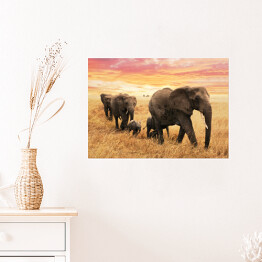 Plakat Rodzina słoni na ścieżce na sawannie