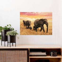 Plakat Rodzina słoni na ścieżce na sawannie