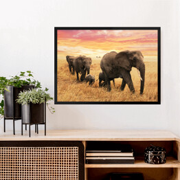 Obraz w ramie Rodzina słoni na ścieżce na sawannie