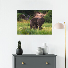 Plakat Duży słoń na zielonej sawannie, Tanzania