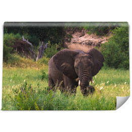 Fototapeta Duży słoń na zielonej sawannie, Tanzania